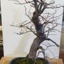Bonsai For Sale ( 2 ) , Small Leaf Elm Image 5