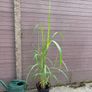 miscanthus giganteus - ornamental grass Image 2