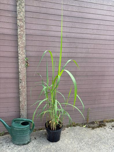 miscanthus giganteus - ornamental grass