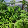 Tomato Plants 15in tall money maker and Gardeners Delight Image 2