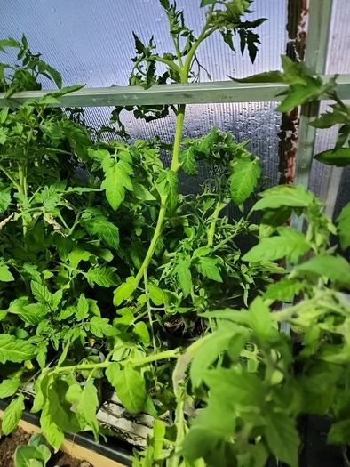 Tomato Plants 15in tall money maker and Gardeners Delight