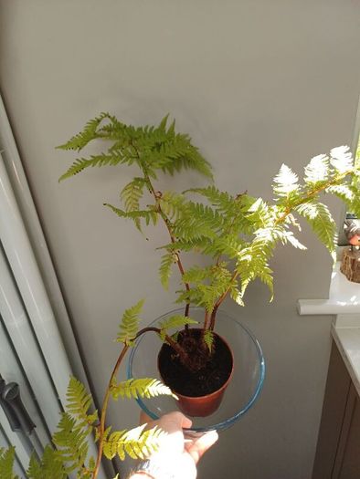 Large tropical plant bundle