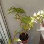 Cyathea cooperi tree fern Image 2