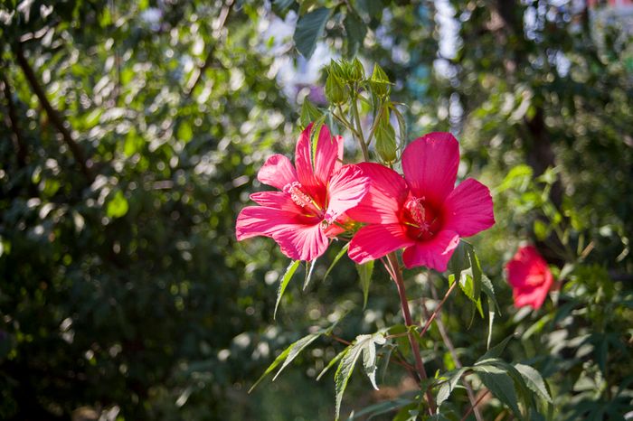 Canon EF 28-70mm f3.5-4.5 II