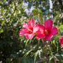 Canon EF 28-70mm f3.5-4.5 II Image 6