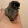 USA silkie chicks Image 3