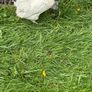 Silkie x Japanese hen Image 2