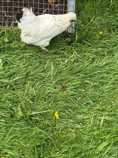Silkie x Japanese hen