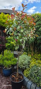 plants