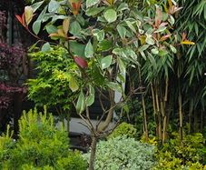 plants