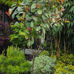 plants