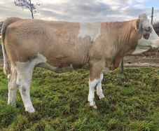 Special entry @ Macroom mart on Saturday 3rd Oct.