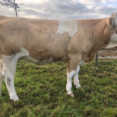 Special entry @ Macroom mart on Saturday 3rd Oct.