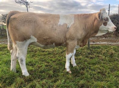 Special entry @ Macroom mart on Saturday 3rd Oct.