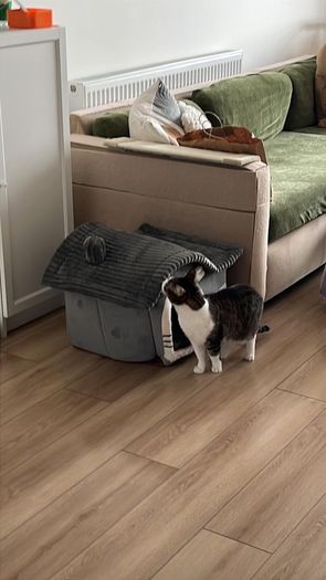 House / Bed for cats