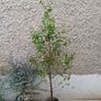 Betula pendula birch tree 4ft+ Image 2