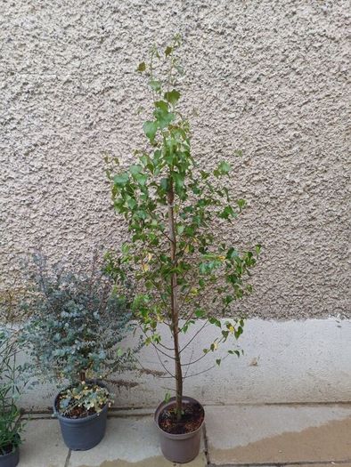 Betula pendula birch tree 4ft+