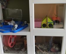 Hamster Enclosure with Accessories