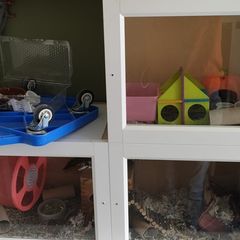 Hamster Enclosure with Accessories