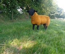 Pedigree suffolk ram lamb