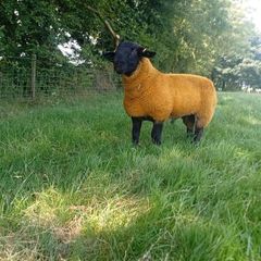 Pedigree suffolk ram lamb