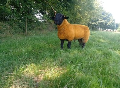 Pedigree suffolk ram lamb