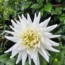 dahlia plant Image 4
