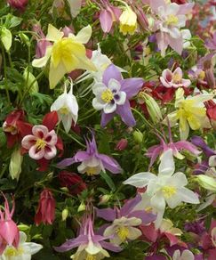 00 (A) Aquilegia McKana seeds 0,5g (882990)