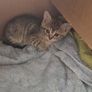 kitten Image 2