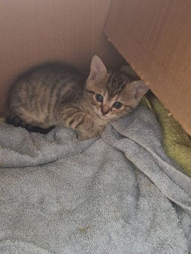 kitten