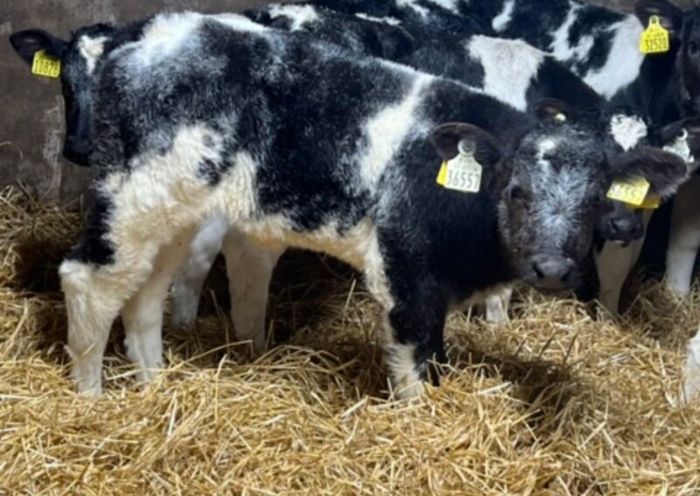Belgian Blue Heifer Calves