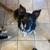6bordercollies