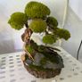 Bonsai Tree with natural moss 30x40cm Image 2
