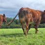 5  Heifers Balla Mart 22ndAugust Replacement 215 Image 10