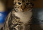 Female cat