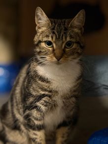 Female cat
