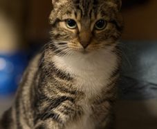 Female cat