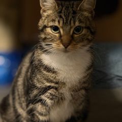 Female cat