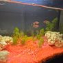 Beautiful  tropical Tank with fish and accessories Image 2