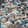 Cull ewes Image 4
