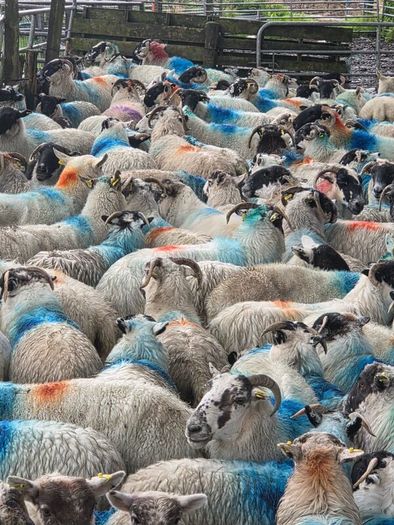 Cull ewes