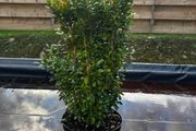 Box Hedging