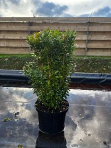 Box Hedging