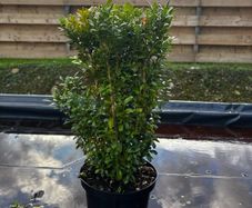 Box Hedging