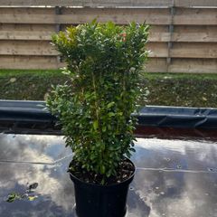 Box Hedging