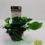 Anubias Selection. Image 8