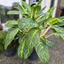 Aglaonema plant Image 2