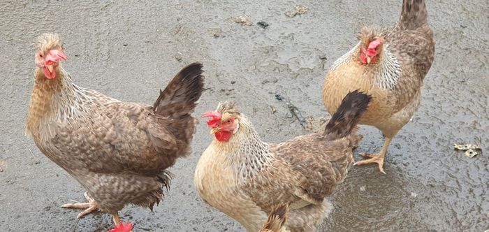 Fertile Cream Legbar Eggs