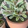 Selection of Five Artificial House Plants Image 4