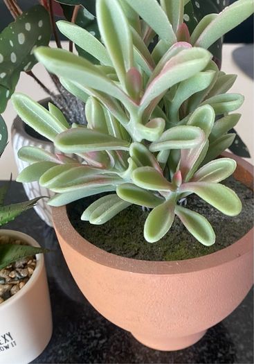 Selection of Five Artificial House Plants
